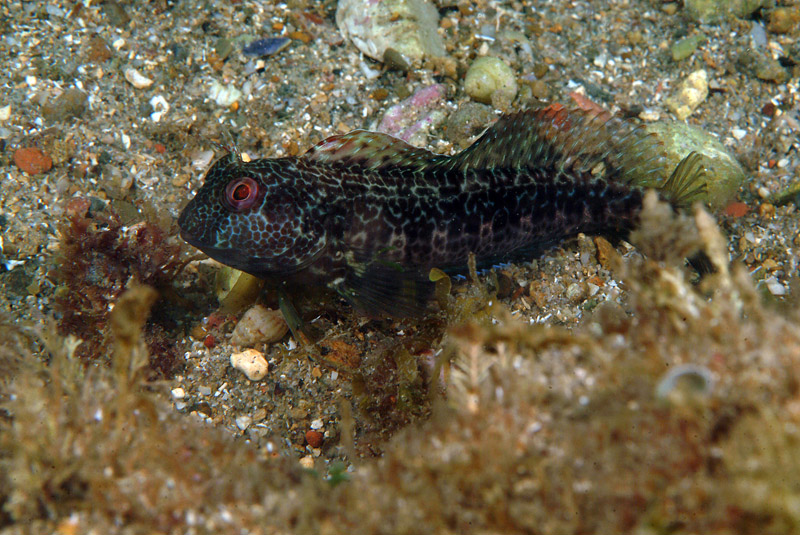 Livree di Parablennius pilicornis